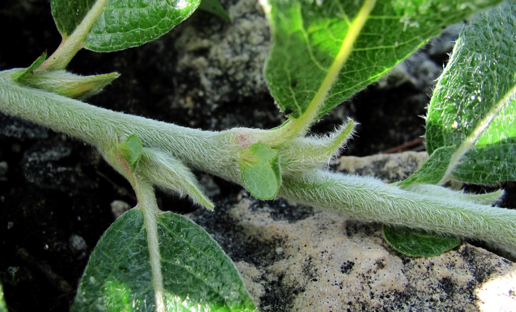 Image of Salix recurvigemmata specimen.