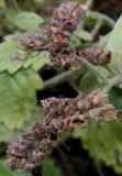 Phacelia bolanderi