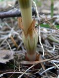 Equisetum sylvaticum. Основание спороносного побега. Свердловская обл., окр. г. Североуральск, смешанный лес. 31.05.2013.