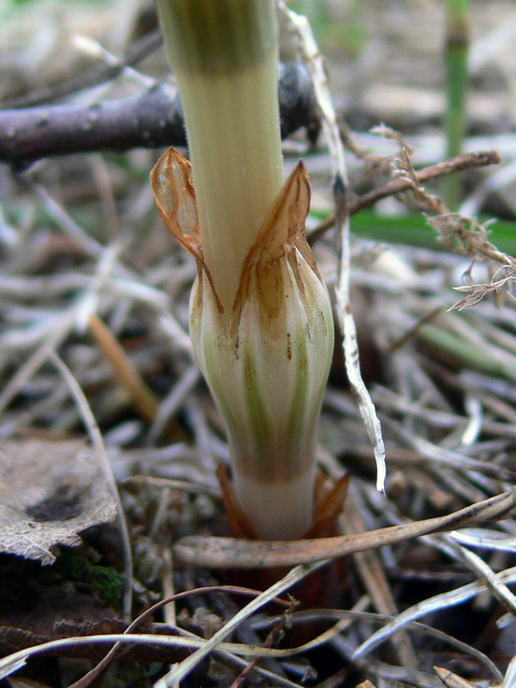 Изображение особи Equisetum sylvaticum.