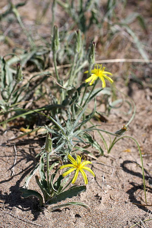 Изображение особи Scorzonera circumflexa.