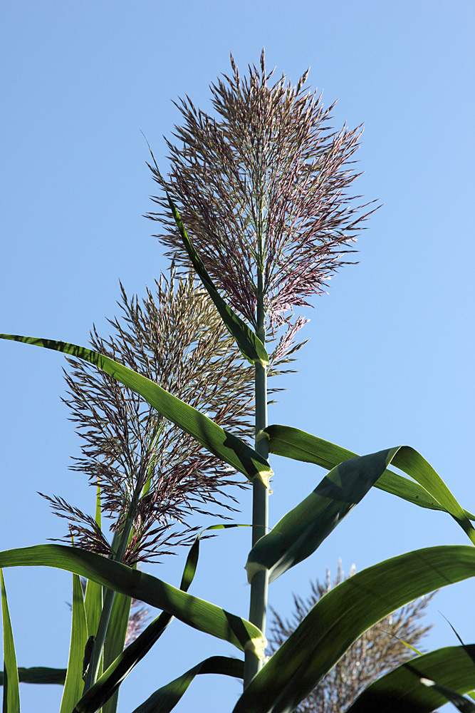 Image of Arundo donax specimen.