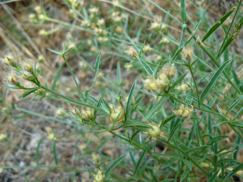 Image of Convolvulus cantabrica specimen.