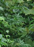 Leea indica. Ветви плодоносящего растения. Таиланд, национальный парк Си Пханг-нга. 21.06.2013.