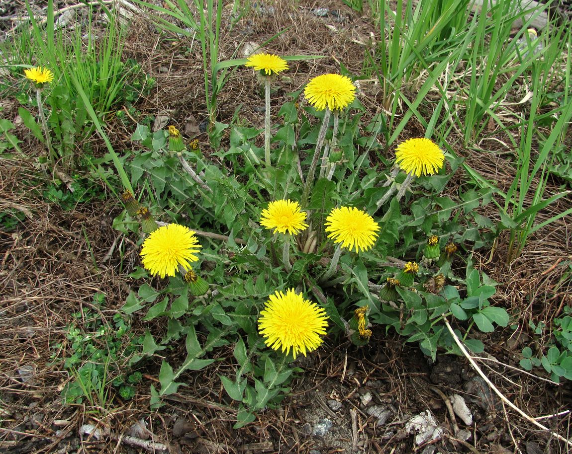 Image of Taraxacum officinale specimen.