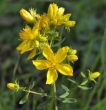 genus Hypericum