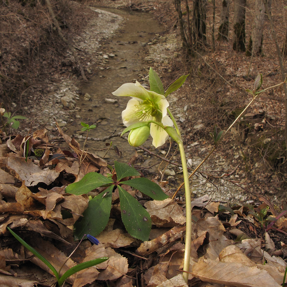 Изображение особи Helleborus caucasicus.