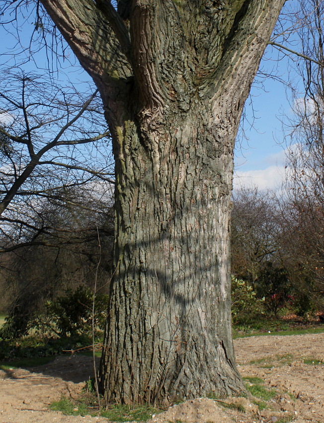 Image of Populus deltoides specimen.
