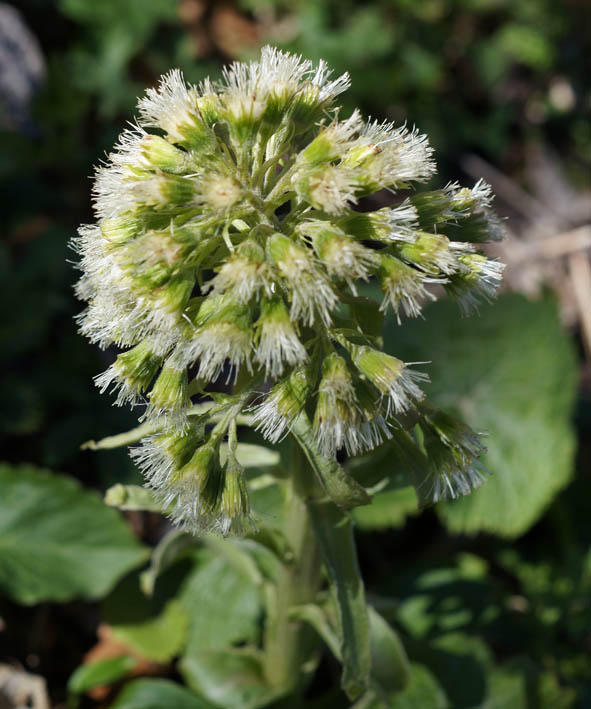 Image of Petasites albus specimen.