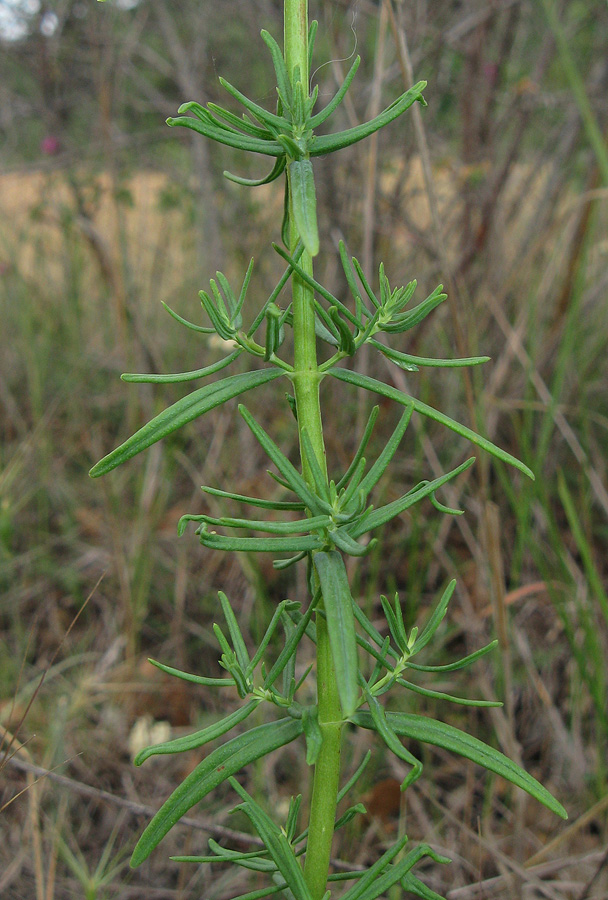 Image of Hypericum lydium specimen.