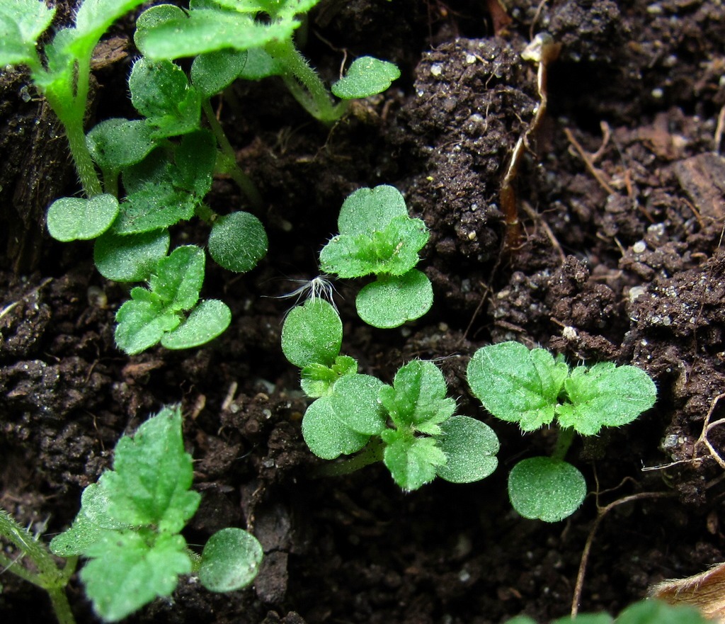 Image of Urtica dioica specimen.