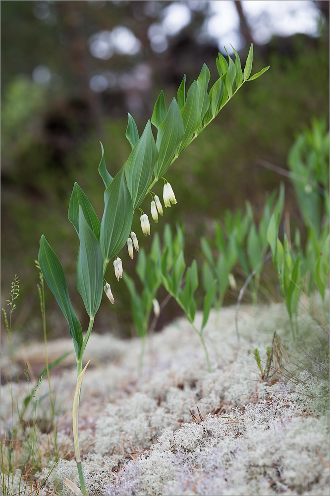 Image of Polygonatum odoratum specimen.