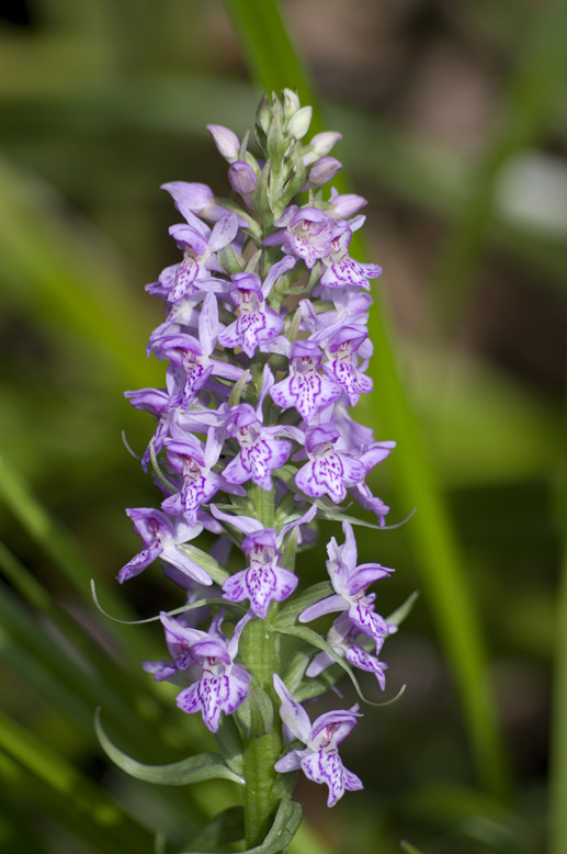 Изображение особи Dactylorhiza baltica.