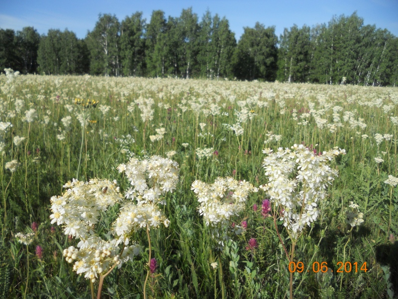 Image of Filipendula vulgaris specimen.