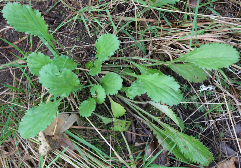 Image of Leucanthemum vulgare specimen.