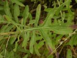 Centaurea adpressa. Лист. Украина, Луганская обл., г. Кировск, степь. 15.07.2014.