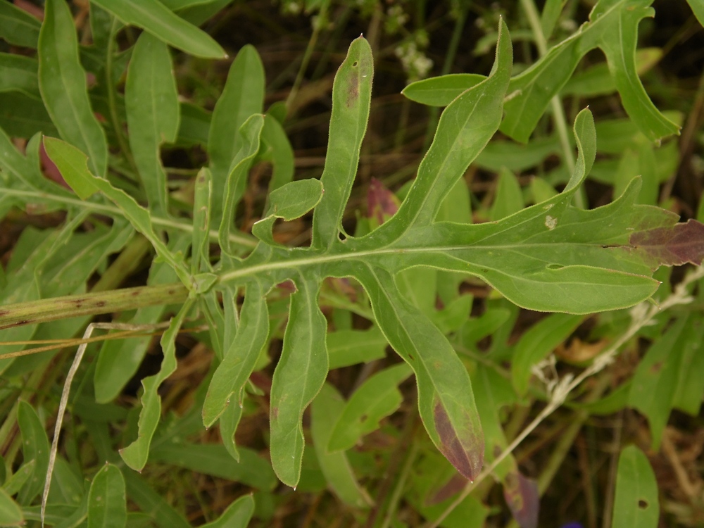 Image of Centaurea adpressa specimen.