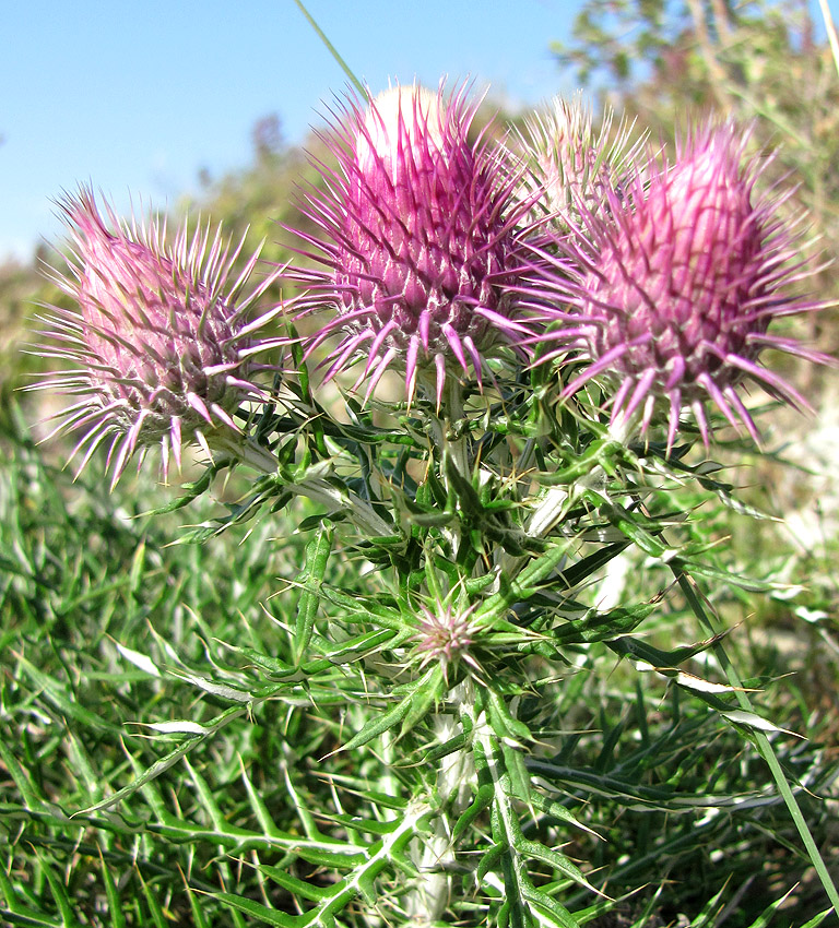 Image of Lamyra echinocephala specimen.