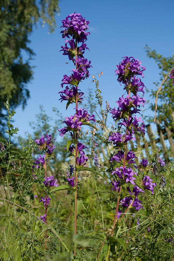 Image of Campanula glomerata specimen.