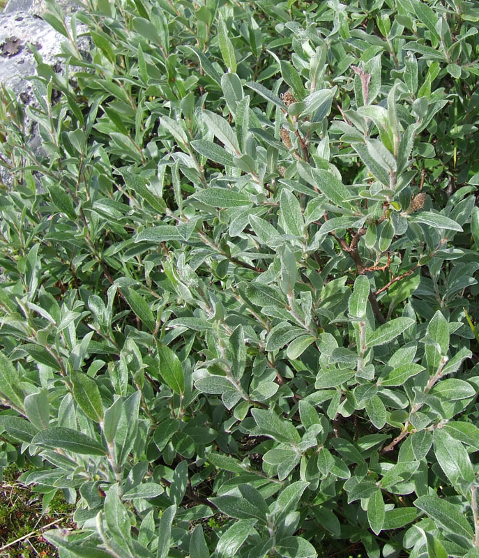 Image of Salix glauca specimen.