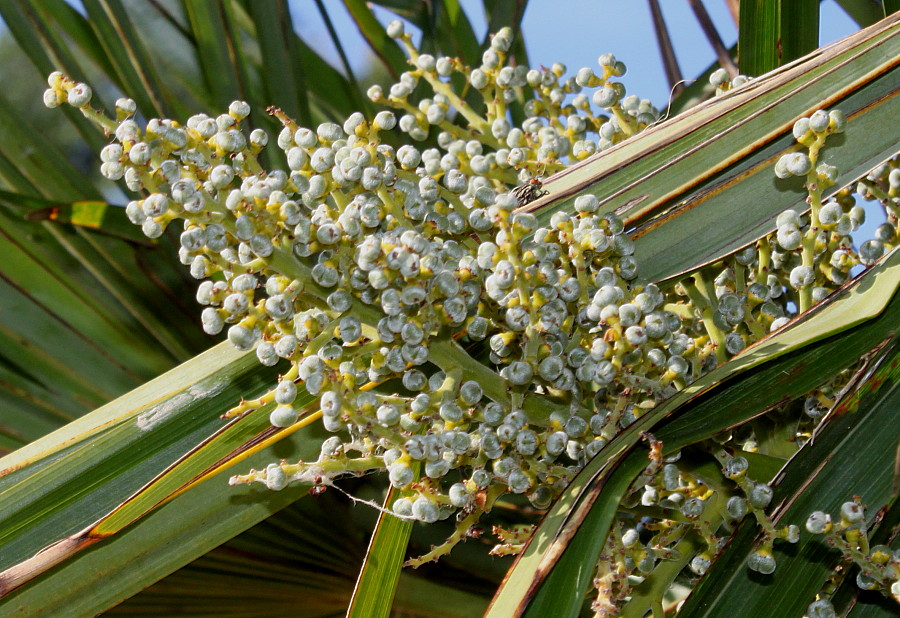 Изображение особи Trachycarpus fortunei.