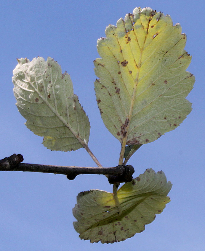 Image of Sorbus mougeotii specimen.