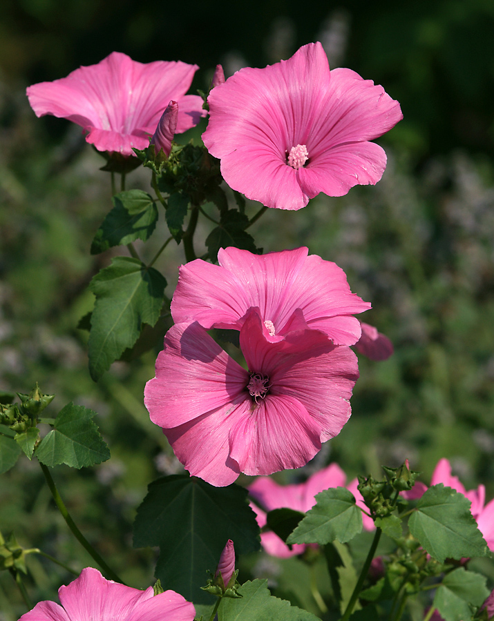 Изображение особи Malva trimestris.