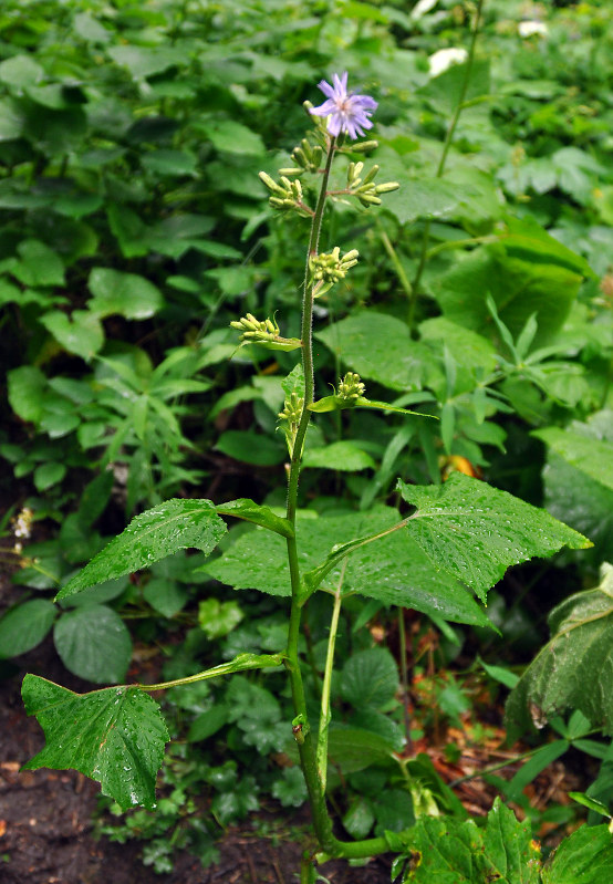 Image of Cicerbita macrophylla specimen.