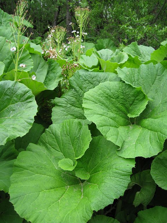 Image of Petasites amplus specimen.