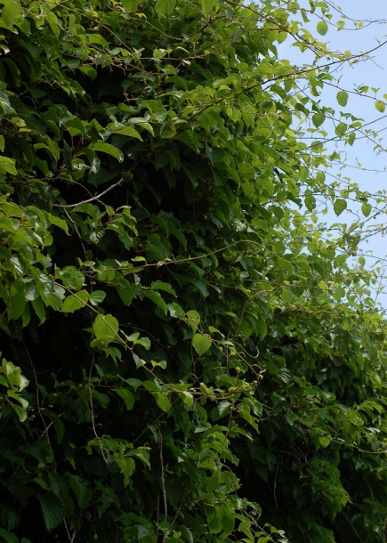 Image of Actinidia arguta specimen.