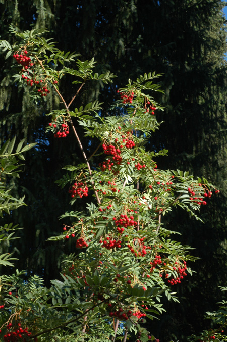 Image of Sorbus tianschanica specimen.