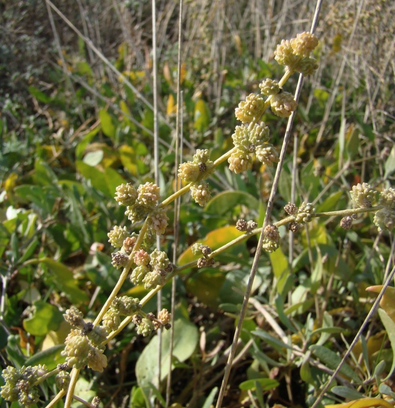 Image of Halimione verrucifera specimen.