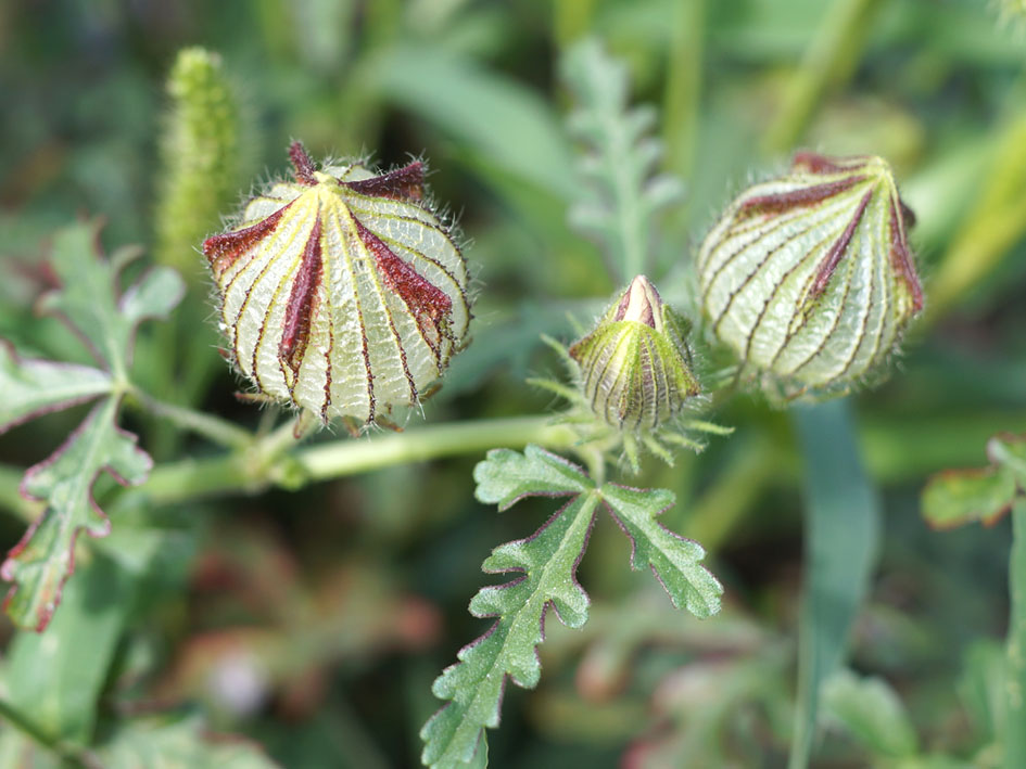 Image of Hibiscus trionum specimen.