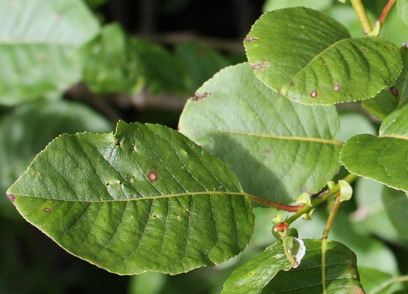 Изображение особи Salix pyrolifolia.