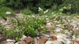 Rubus caucasicus