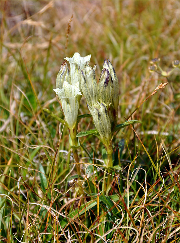 Image of Gentiana algida specimen.