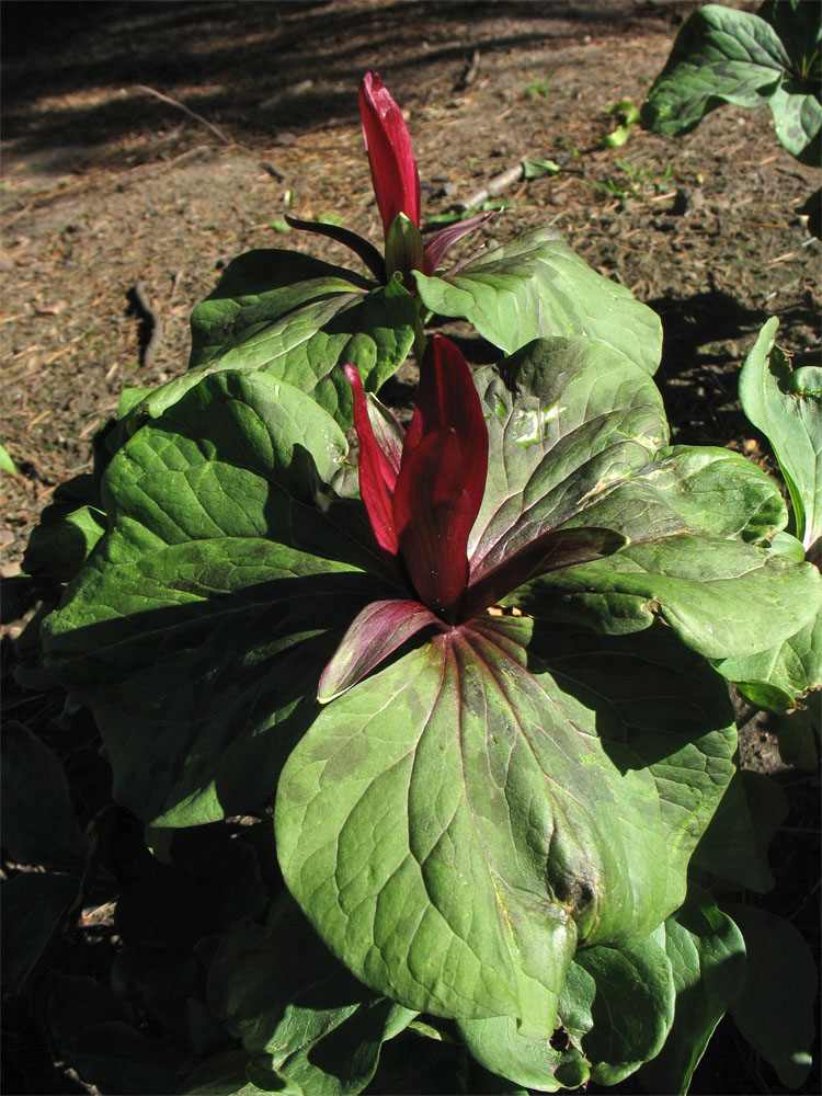 Изображение особи Trillium chloropetalum var. giganteum.