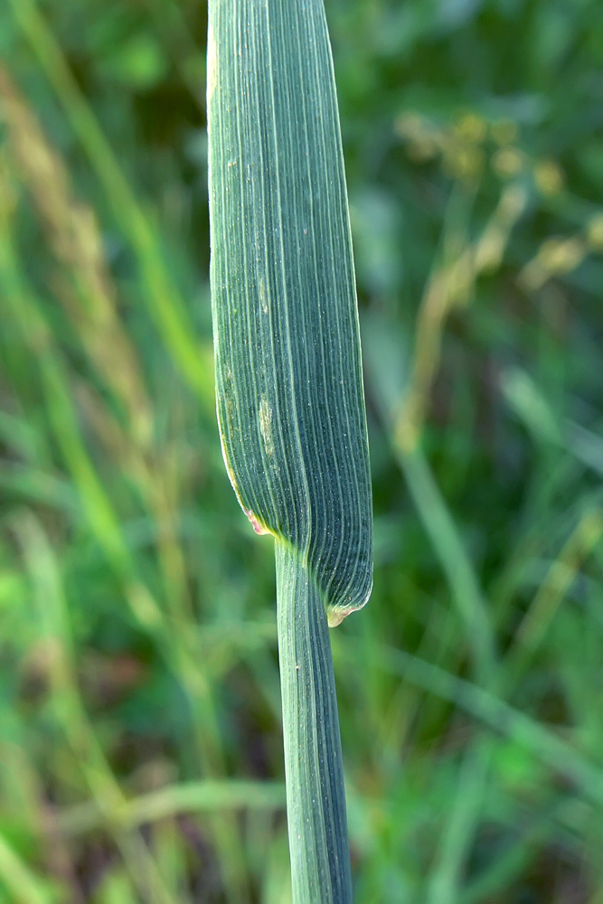 Image of Phleum pratense specimen.