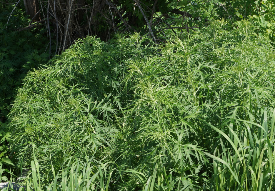 Image of Urtica cannabina specimen.