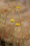 Chondrilla lejosperma