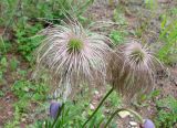 Pulsatilla dahurica. Плоды. Якутия (Саха), Нерюнгинский р-н, окр. пос. Чульман, берег р. Чульман около автодор. моста. 28.06.2012.