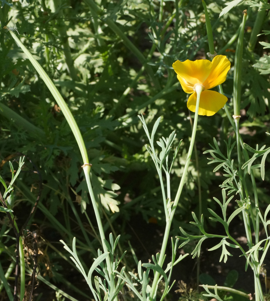 Image of Eschscholzia californica specimen.