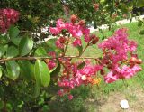 Lagerstroemia indica. Побег с цветками. Абхазия, Гудаутский р-н, г. Новый Афон, набережная. 18 августа 2009 г.