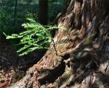 Sequoia sempervirens. Молодые ветви на прикорневой части ствола взрослого дерева. Абхазия, Сухуми, Сухумский ботанический сад. 19.08.2015.