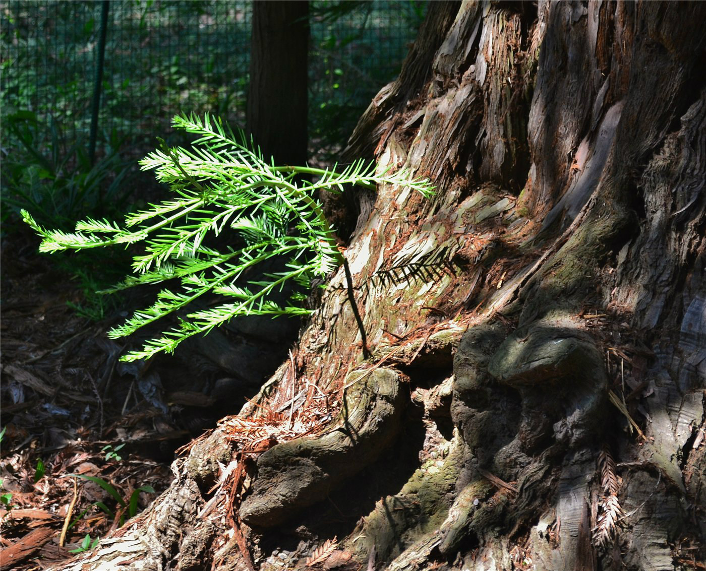 Sequoia sempervirens Lightning