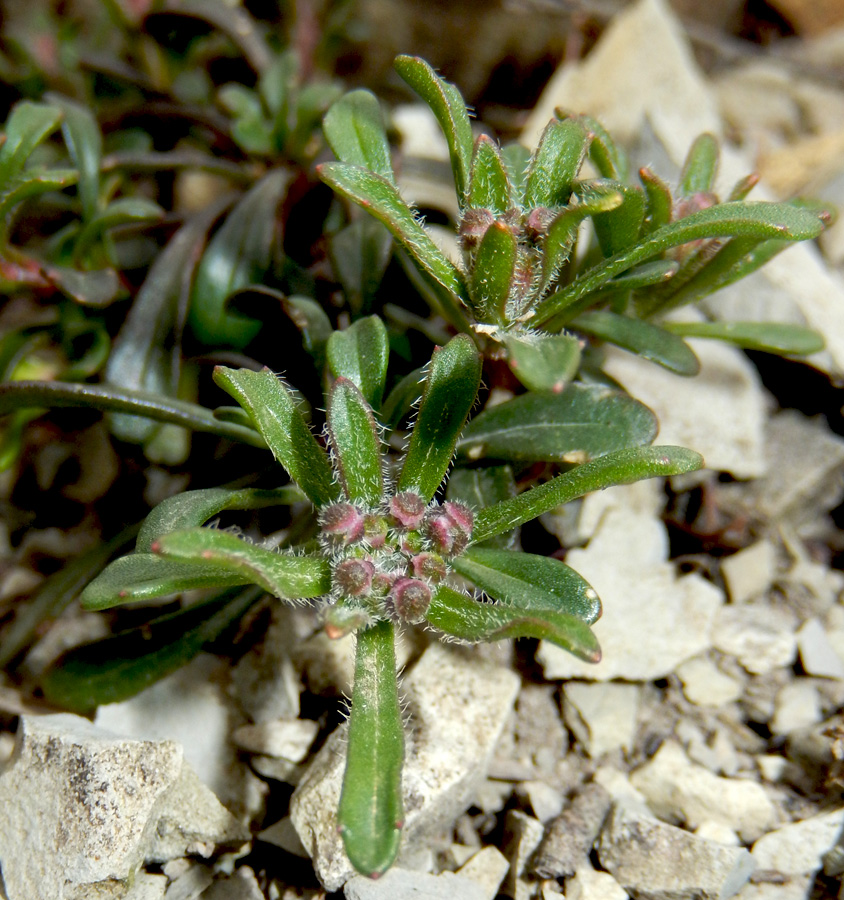 Image of Iberis simplex specimen.