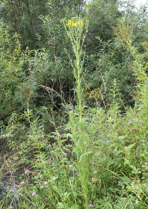 Image of Senecio erucifolius specimen.