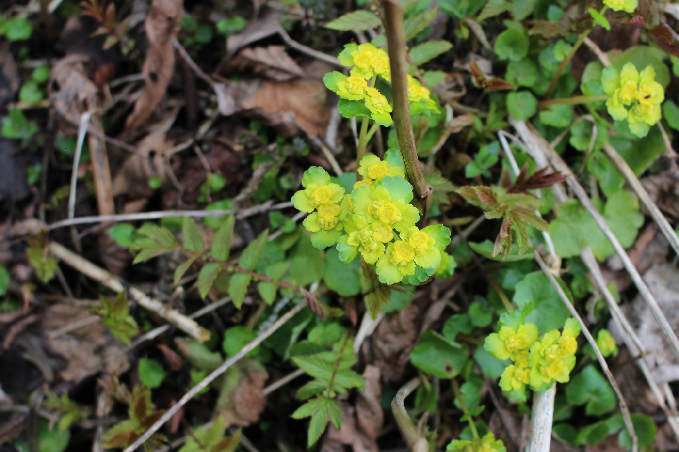 Изображение особи Chrysosplenium alternifolium.