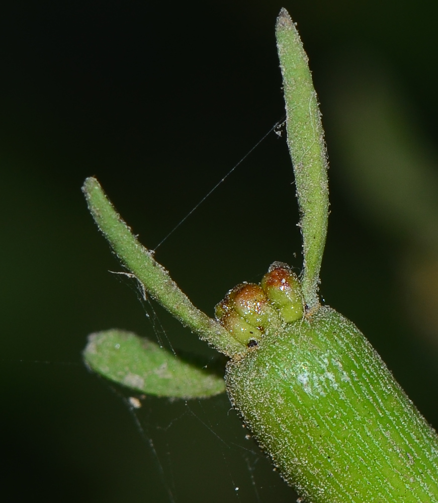 Изображение особи Euphorbia tirucalli.