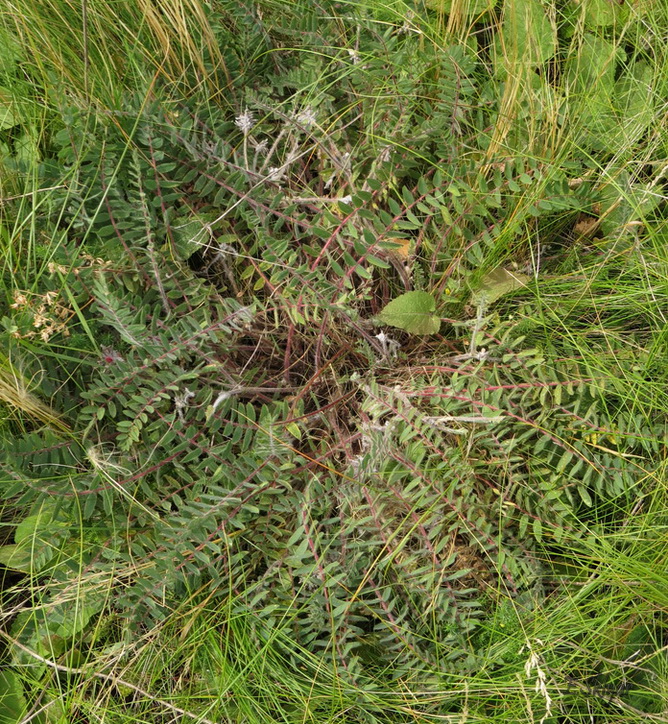Image of Astragalus dasyanthus specimen.